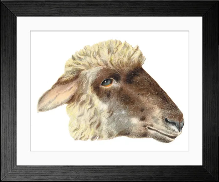 Framed Print : Sheeps head on a Victorian scrap Framed Print : Sheeps head on a Victorian scrap