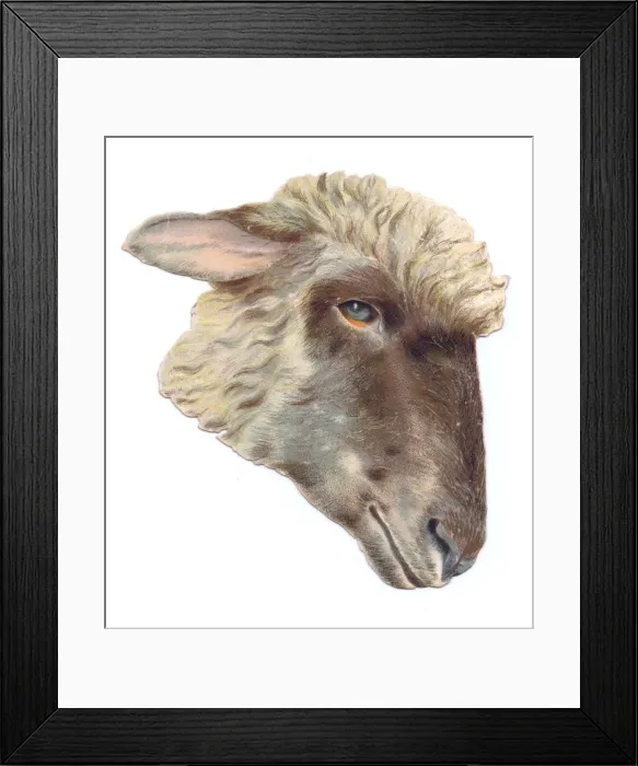 Framed Print : Sheeps head on a Victorian scrap Framed Print : Sheeps head on a Victorian scrap