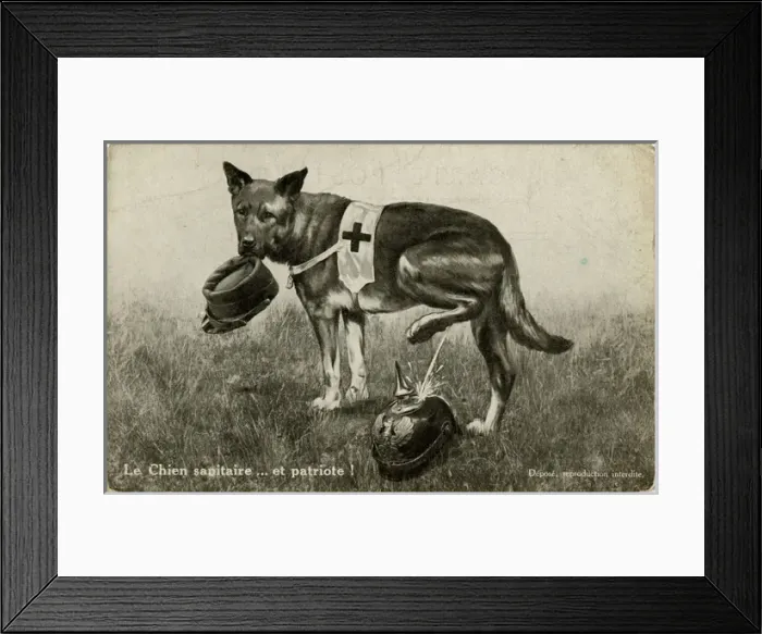 Framed Print : WW1 - Patriotic Red Cross Dog cocks his leg on German Helmet Framed Print : WW1 - Patriotic Red Cross Dog cocks his leg on German Helmet