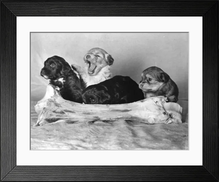 Framed Print : Four Lowchen puppies with a large bone Framed Print : Four Lowchen puppies with a large bone