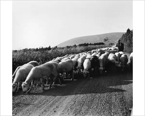 Country road with sheep, Sardinia, Italy