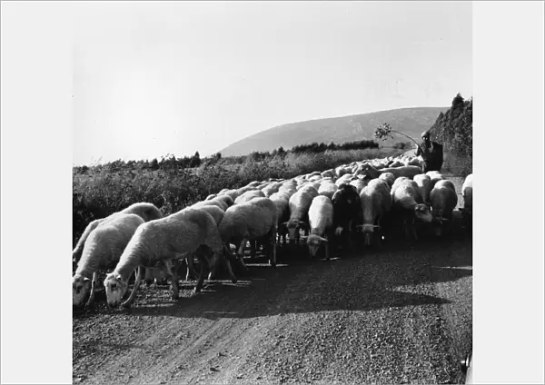 Country road with sheep, Sardinia, Italy