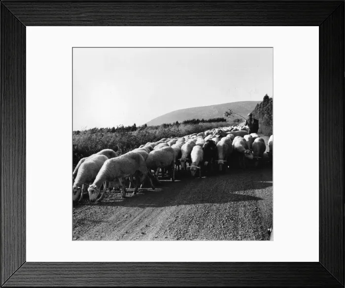Framed Print : Country road with sheep, Sardinia, Italy Framed Print : Country road with sheep, Sardinia, Italy