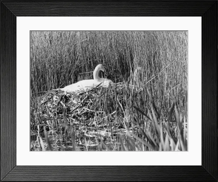 Framed Print : Swan nesting