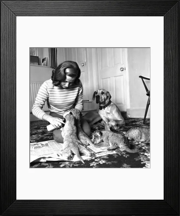 Framed Print : Lion cubs home-raised with Great Dane dog Framed Print : Lion cubs home-raised with Great Dane dog
