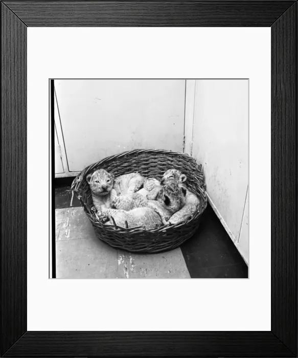 Framed Print : Lion cubs in a basket Framed Print : Lion cubs in a basket
