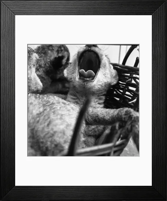Framed Print : Lion cub in a basket Framed Print : Lion cub in a basket