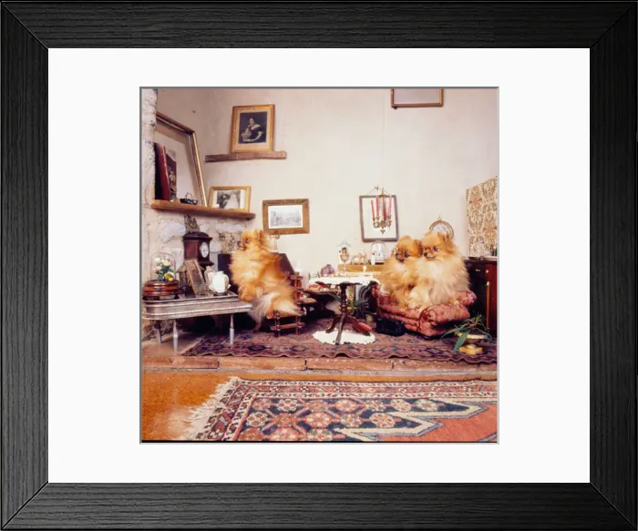Framed Print : Stuffed dogs, Walter Potter Museum, London Framed Print : Stuffed dogs, Walter Potter Museum, London