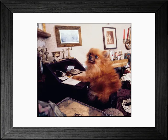 Framed Print : Stuffed dog, Walter Potter Museum, London Framed Print : Stuffed dog, Walter Potter Museum, London