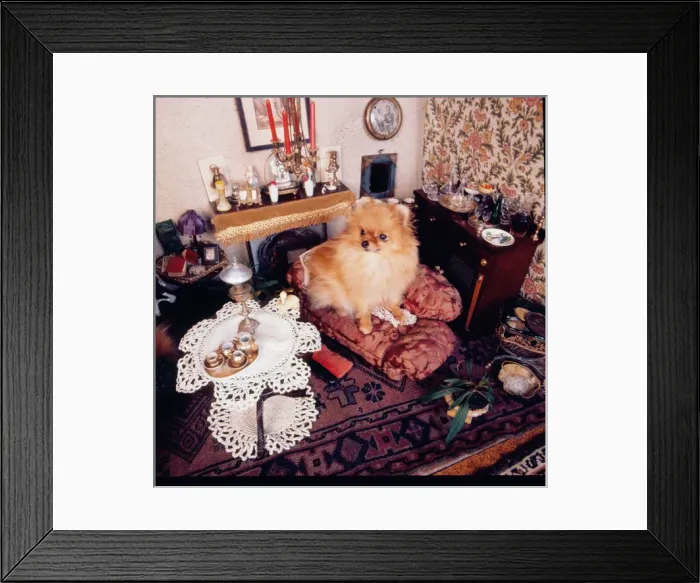 Framed Print : Stuffed dog, Walter Potter Museum, London Framed Print : Stuffed dog, Walter Potter Museum, London