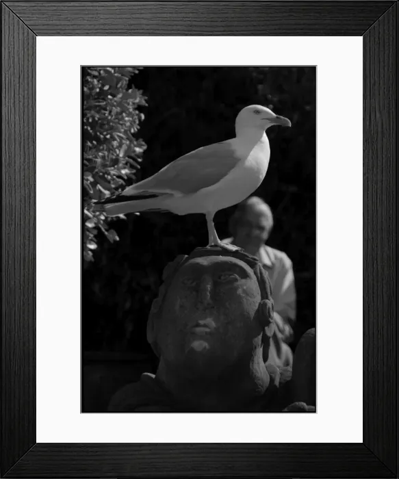 Framed Print : Seagull perched on stone head Whitby, UK Framed Print : Seagull perched on stone head Whitby, UK