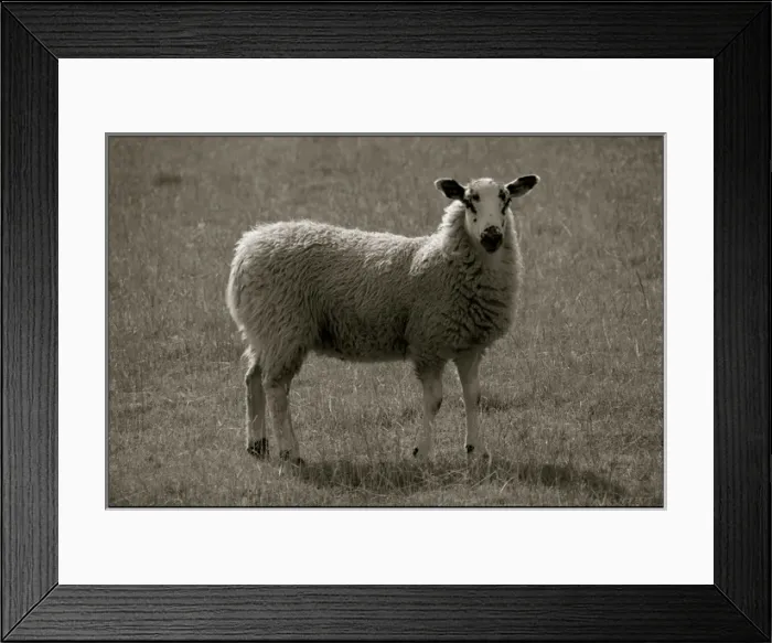 Framed Print : Sheep in Yorkshire field Framed Print : Sheep in Yorkshire field