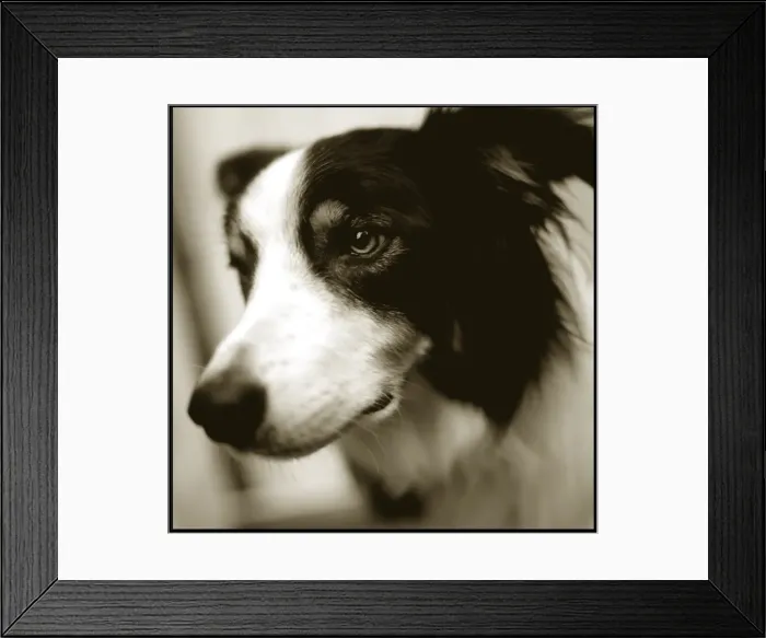 Framed Print : Portrait of a collie dog Framed Print : Portrait of a collie dog