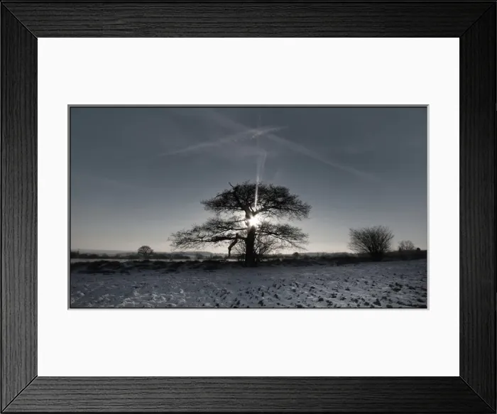 Framed Print : Tree in winter field sunrise Framed Print : Tree in winter field sunrise
