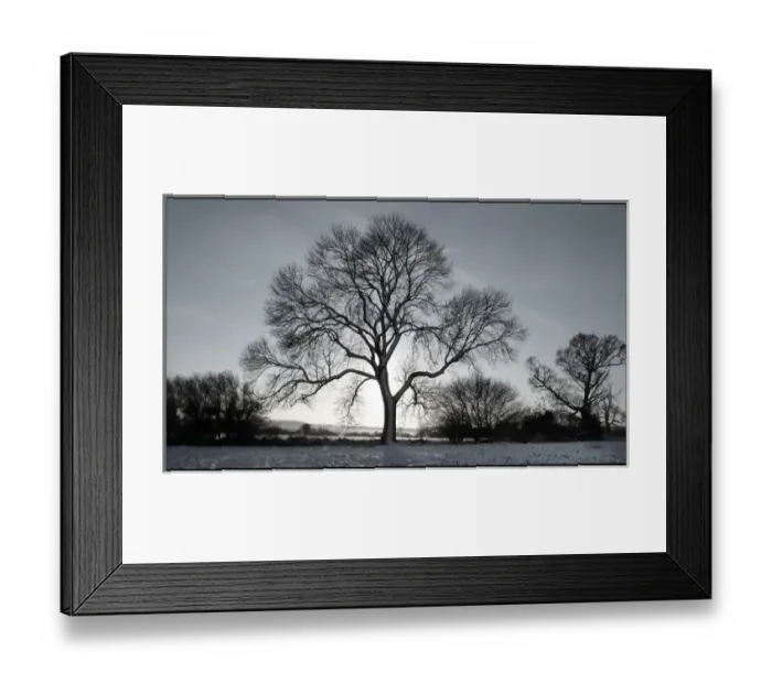 Framed Print : Tree in snowy field Winter Framed Print : Tree in snowy field Winter