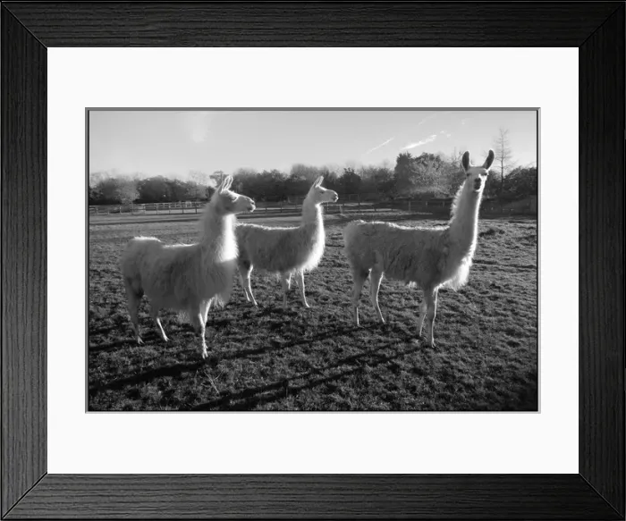 Framed Print : Llamas in a Hertfordshire field Framed Print : Llamas in a Hertfordshire field