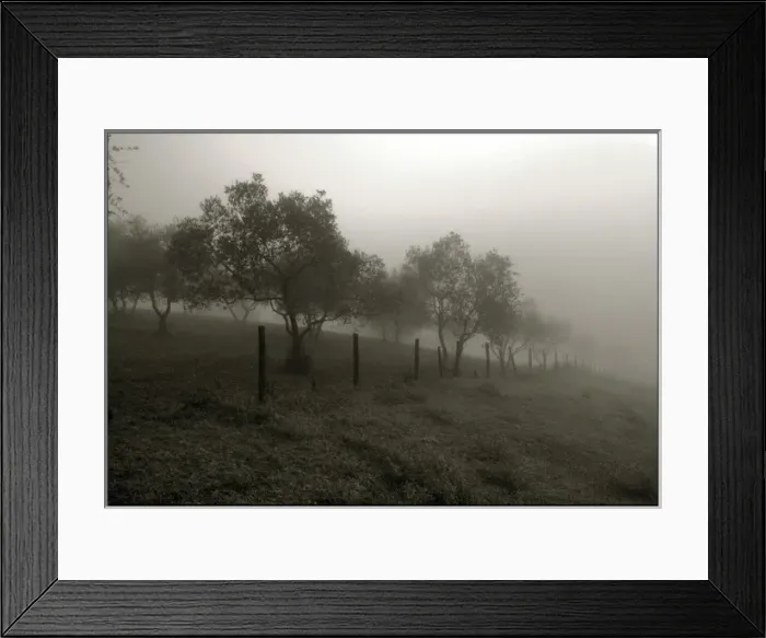 Framed Print : Olive trees in the mist Tuscany Framed Print : Olive trees in the mist Tuscany