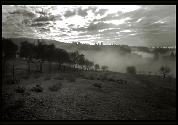 Tuscan landscape olive trees mist frost