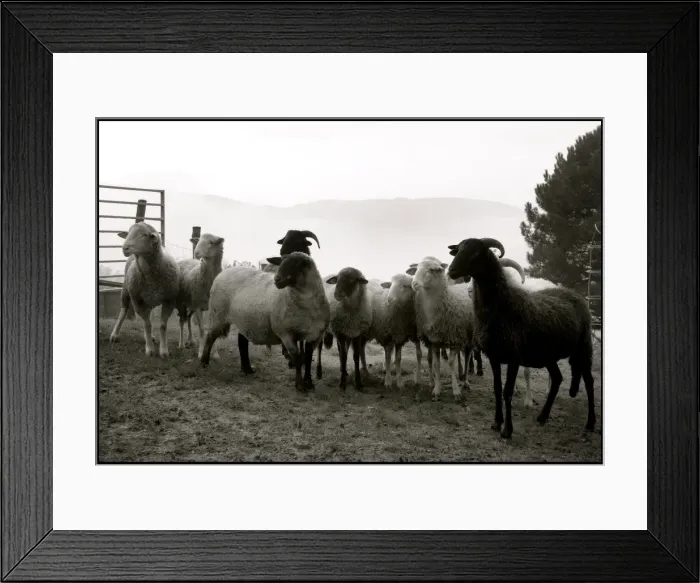 Framed Print : Flock of sheep Tuscany Framed Print : Flock of sheep Tuscany