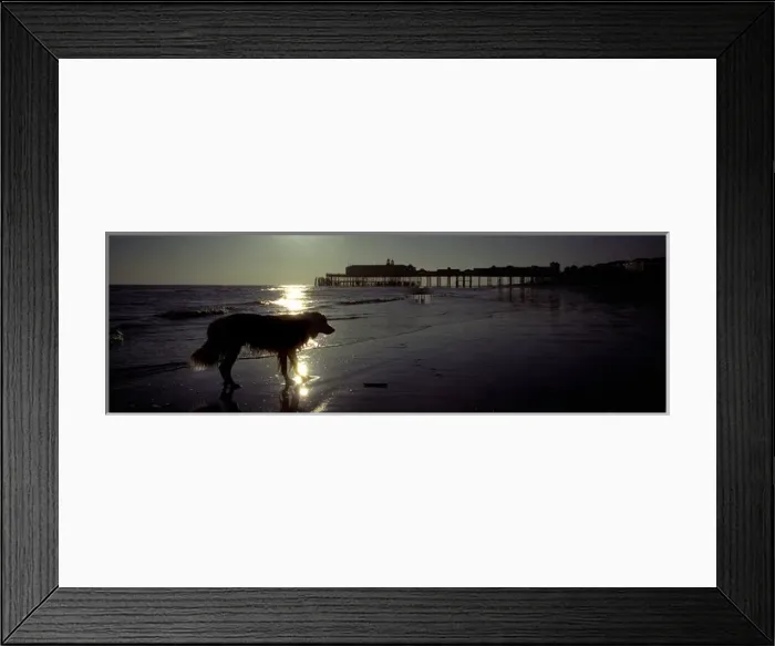 Framed Print : Dog in sihouette on beach Hastings pier Framed Print : Dog in sihouette on beach Hastings pier