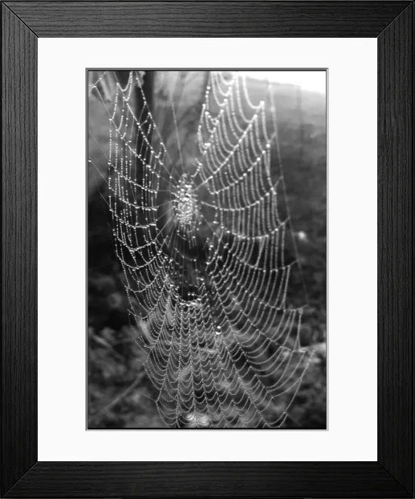 Framed Print : Cobweb Framed Print : Cobweb