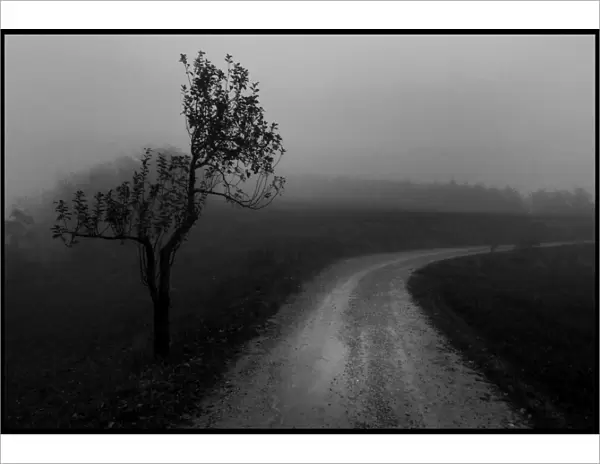 Lone olive tree and mist Tuscany