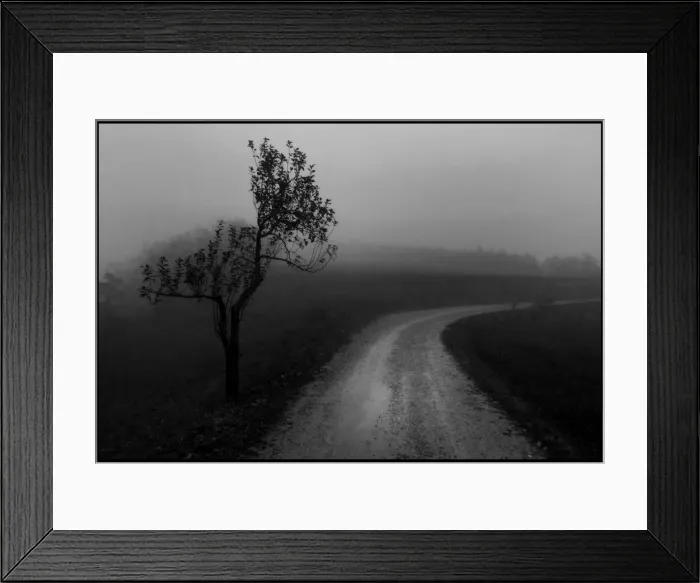 Framed Print : Lone olive tree and mist Tuscany Framed Print : Lone olive tree and mist Tuscany