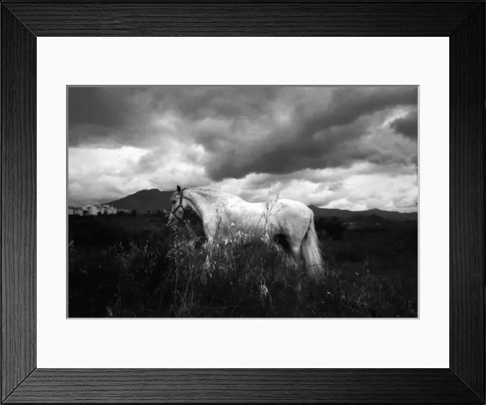 Framed Print : White horse in landscape Spain Framed Print : White horse in landscape Spain