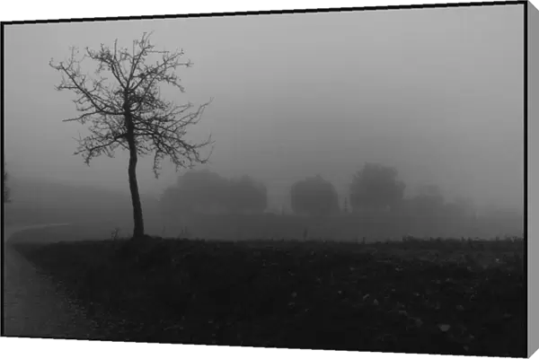 Tree in the mist Tuscany Italy