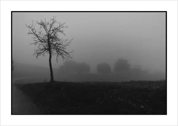 Tree in the mist Tuscany Italy