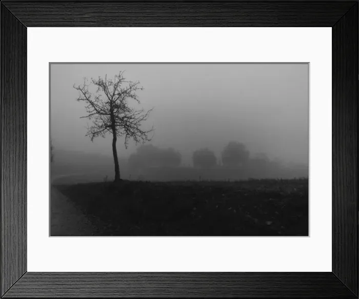 Framed Print : Tree in the mist Tuscany Italy Framed Print : Tree in the mist Tuscany Italy