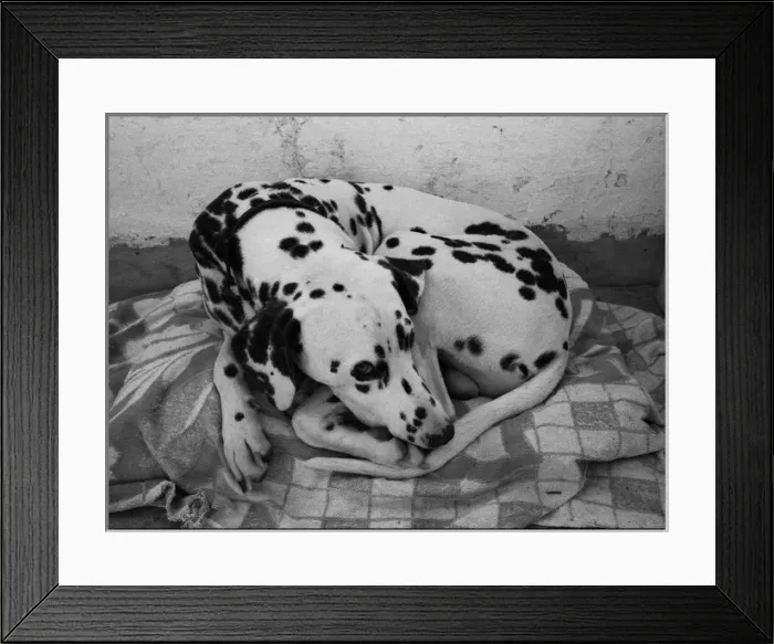 Framed Print : Dalmation dog Framed Print : Dalmation dog