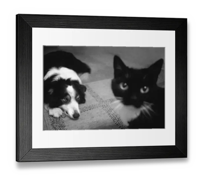 Framed Print : Collie dog and cat Framed Print : Collie dog and cat
