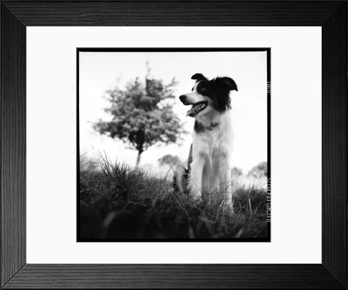 Framed Print : Collie dog Primrose Hill Framed Print : Collie dog Primrose Hill