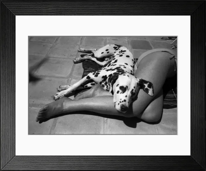 Framed Print : Dalmation dog and girls sunbathing legs Framed Print : Dalmation dog and girls sunbathing legs