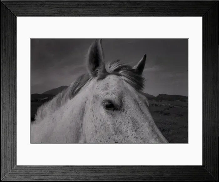 Framed Print : Close up horses head Spain Framed Print : Close up horses head Spain
