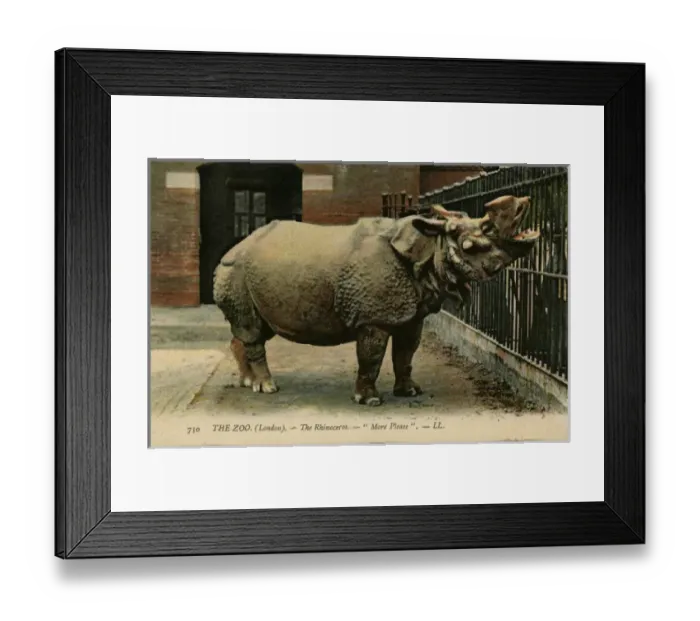 Framed Print : Rhinoceros at London Zoo - More Please Framed Print : Rhinoceros at London Zoo - More Please
