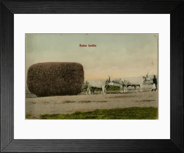 Framed Print : Transporting Hay by ox cart in Hungary Framed Print : Transporting Hay by ox cart in Hungary