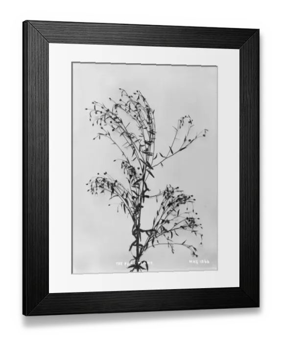 Framed Print : The Flax Plant Framed Print : The Flax Plant