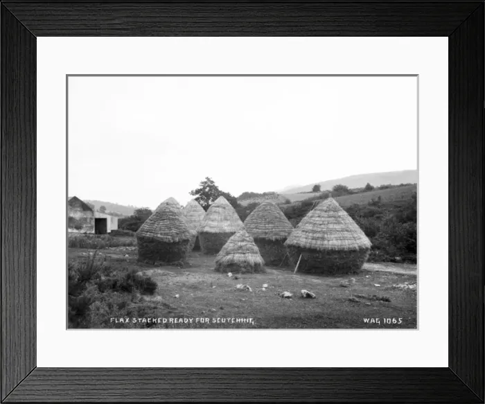 Framed Print : Flax Stacked Ready for Scutching Framed Print : Flax Stacked Ready for Scutching
