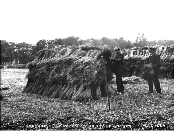 Stacking Flax in Hovels to Dry, Co. Antrim