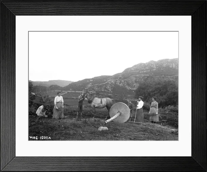Framed Print : Women working upland field pulling a lint wheel over flax wi Framed Print : Women working upland field pulling a lint wheel over flax wi