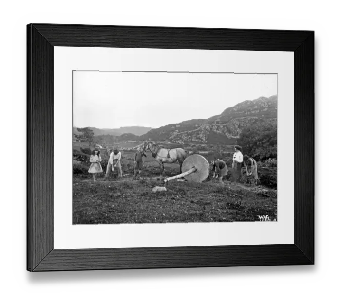 Framed Print : Women working upland field pulling a lint wheel over flax wi Framed Print : Women working upland field pulling a lint wheel over flax wi