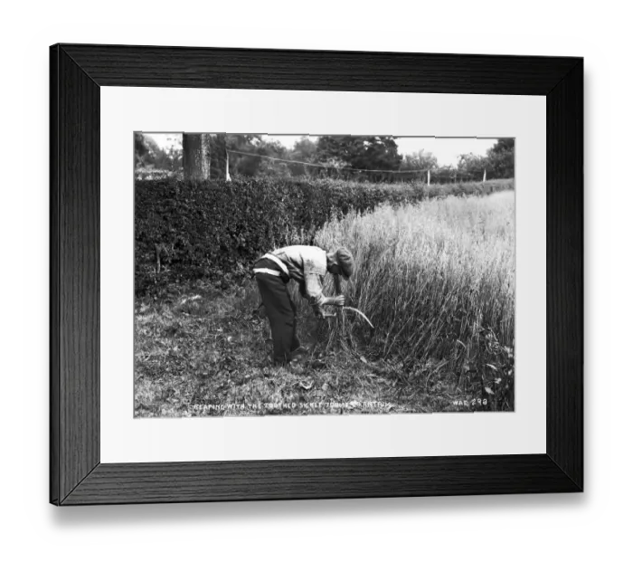 Framed Print : Reaping With the Toothed Sickle, Toome Co Antrim Framed Print : Reaping With the Toothed Sickle, Toome Co Antrim