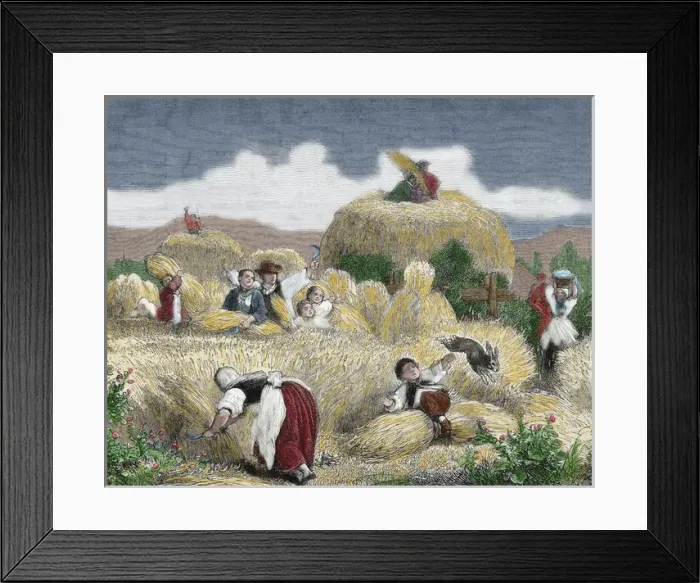 Framed Print : Mowing. Engraving, 19th century. Colored Framed Print : Mowing. Engraving, 19th century. Colored