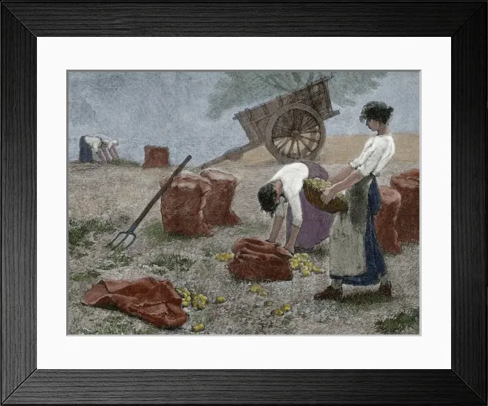 Framed Print : Mowing. Engraving, 19th century. Colored Framed Print : Mowing. Engraving, 19th century. Colored