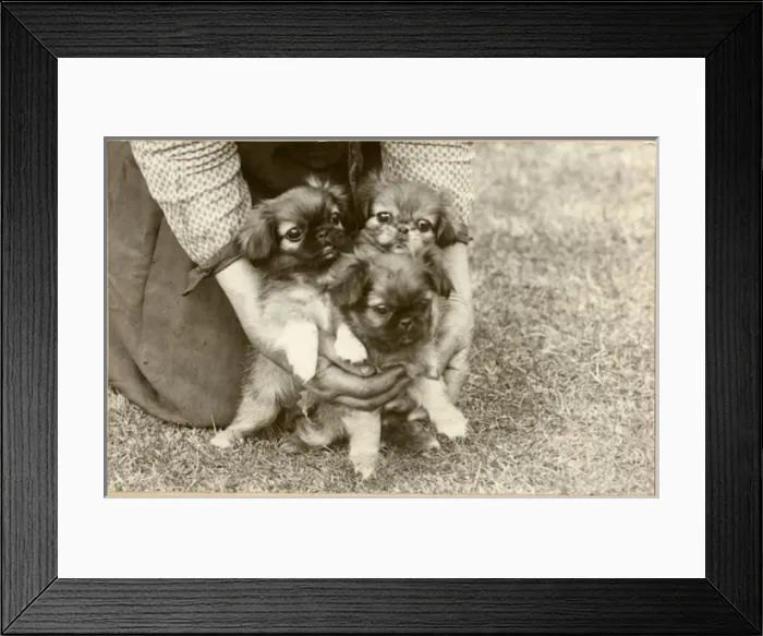 Framed Print : Woman with three Pekingese puppies in a garden Framed Print : Woman with three Pekingese puppies in a garden