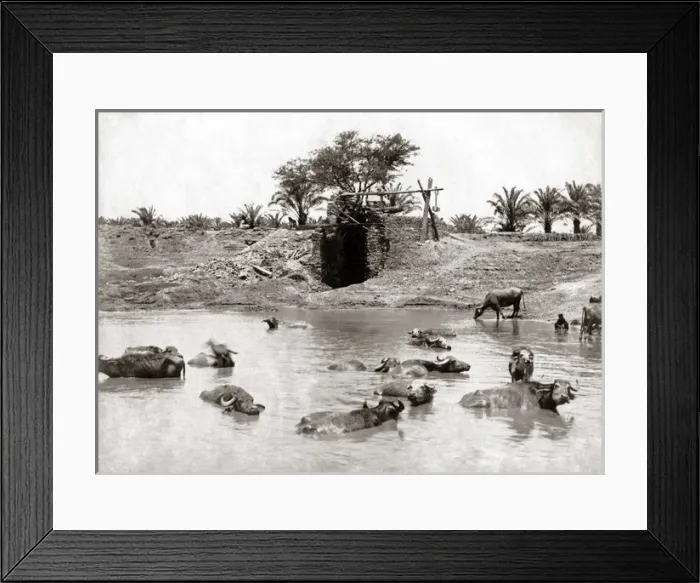 Framed Print : Cattle in a waterhole, Egypt circa 1880s Framed Print : Cattle in a waterhole, Egypt circa 1880s