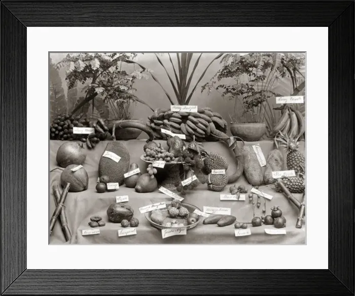 Framed Print : Fruit varieties, probably Singapore, circa 1880s