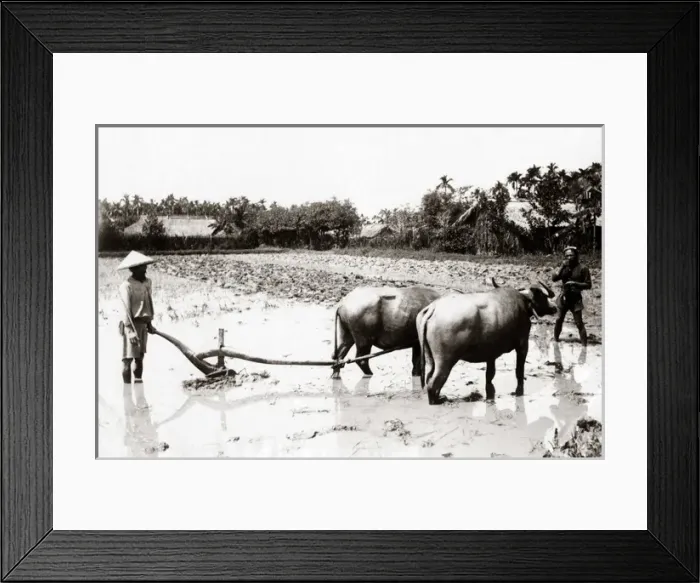 Framed Print : Plought with water buffalo, Indo-China Vietnam, circa 1890 Framed Print : Plought with water buffalo, Indo-China Vietnam, circa 1890